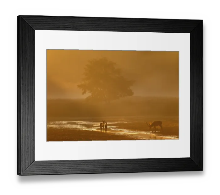 Framed Print : The beginning of a fantastic rutting morning