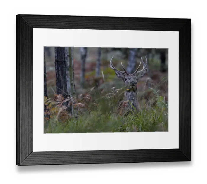 Framed Print : My first red deer photo (Cervus elaphus) from Upper Lusatia in Saxony