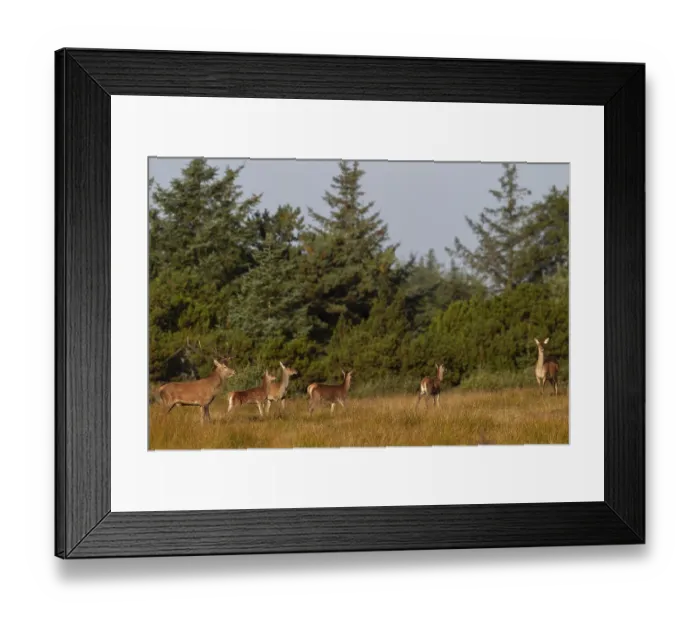 Framed Print : Red deer (Cervus elaphus) with red deer and stag calves during the rut in a clearing Framed Print : Red deer (Cervus elaphus) with red deer and stag calves during the rut in a clearing