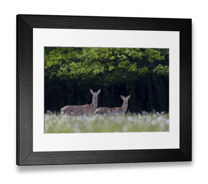 Framed Print : Red deer (Cervus elaphus) with one-year-old stag on a forest meadow