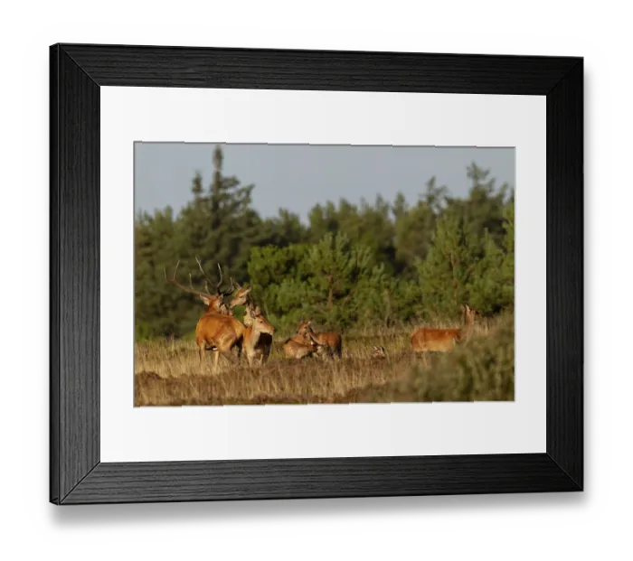 Framed Print : The red deer mounts another female in front of the red deer (Cervus elaphus) to signal that she is ready to mate