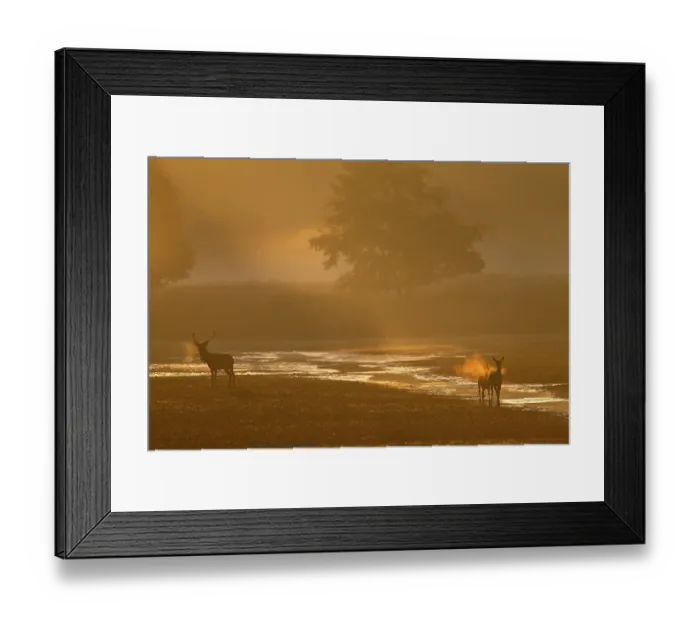 Framed Print : After the red deer (Cervus elaphus) has prevented the doe from moving into the reed belt Framed Print : After the red deer (Cervus elaphus) has prevented the doe from moving into the reed belt