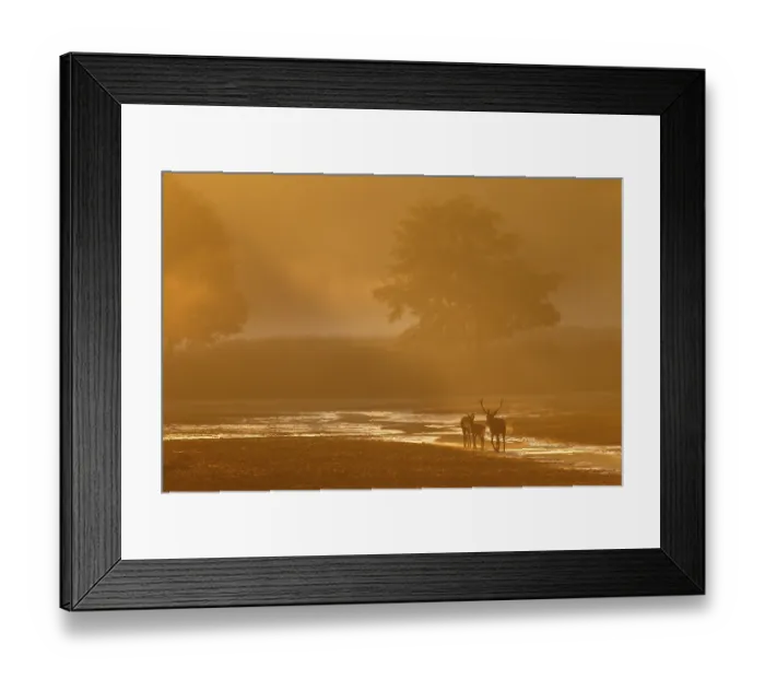 Framed Print : A middle-aged red deer (Cervus elaphus) follows a red deer and calf in the most beautiful morning light