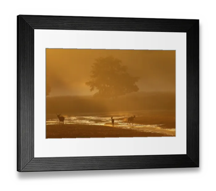 Framed Print : The red deer (Cervus elaphus) Framed Print : The red deer (Cervus elaphus)