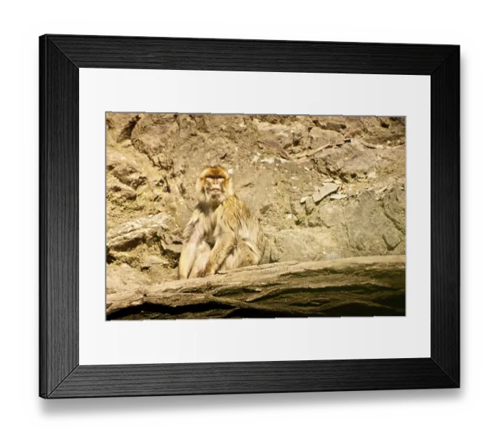 Framed Print : A monkey sitting on a rocky surface in sunlight