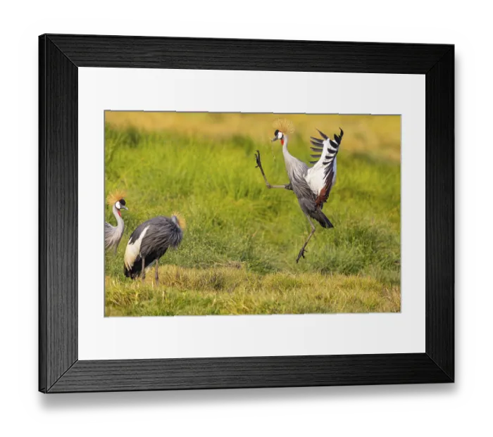 Framed Print : Crowned Crane (Balearica regulorum) courtship behavier South Luangwa NP Zambia August Framed Print : Crowned Crane (Balearica regulorum) courtship behavier South Luangwa NP Zambia August