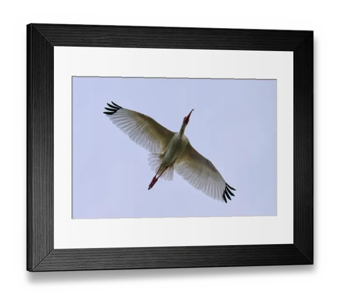 Framed Print : A bird flies majestically in the clear blue sky with outstretched wings