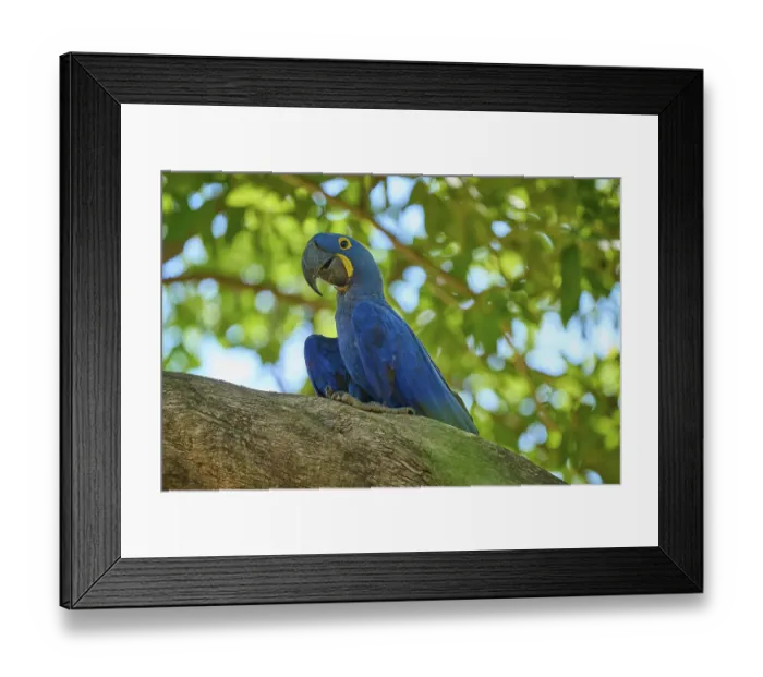 Framed Print : A single blue parrot sitting on a branch in the tropical light Framed Print : A single blue parrot sitting on a branch in the tropical light