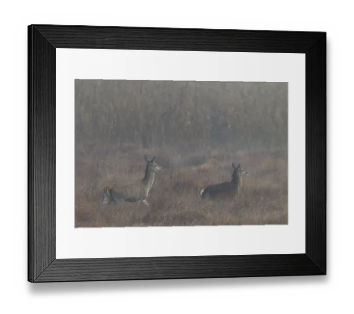 Framed Print : A red deer (Cervus elaphus) with calf walks attentively across a marshy meadow