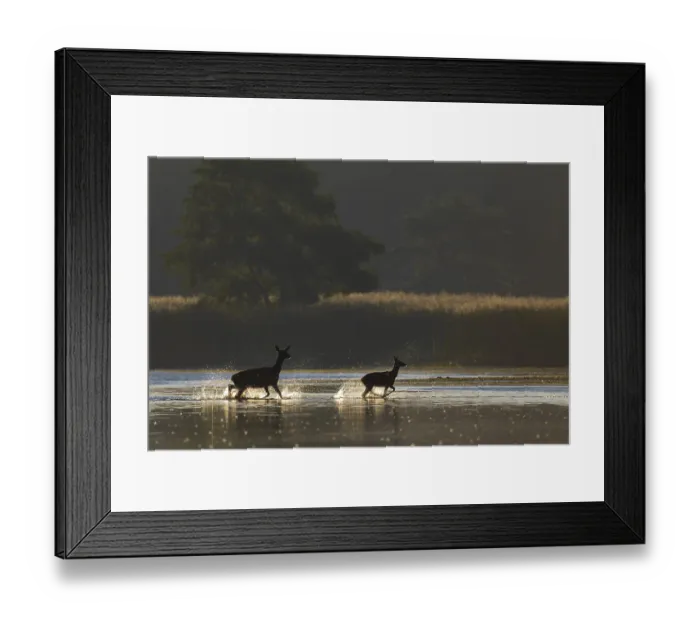Framed Print : The stag calf clearly enjoys crossing the pond Framed Print : The stag calf clearly enjoys crossing the pond