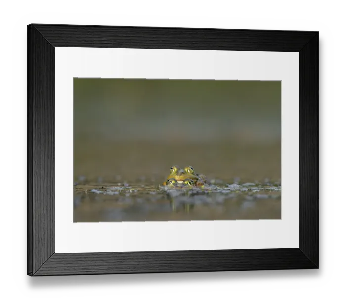 Framed Print : Water frogs (Pelophylax cl. esculentus) during mating