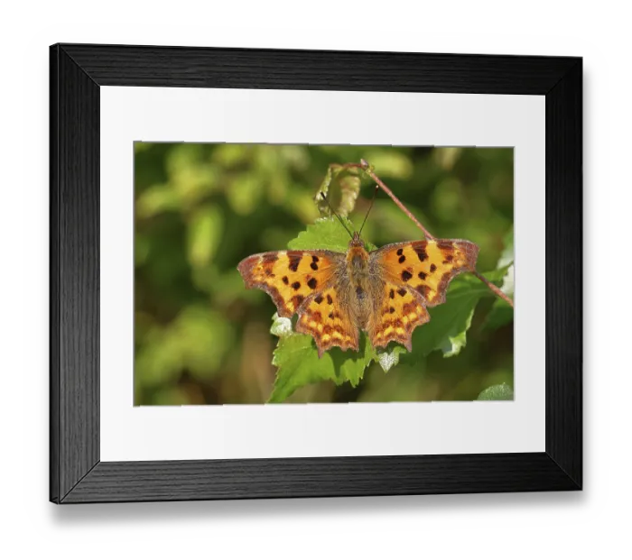 Framed Print : C-moth (Polygonia c-album), with open wings on a birch leaf (Betula)