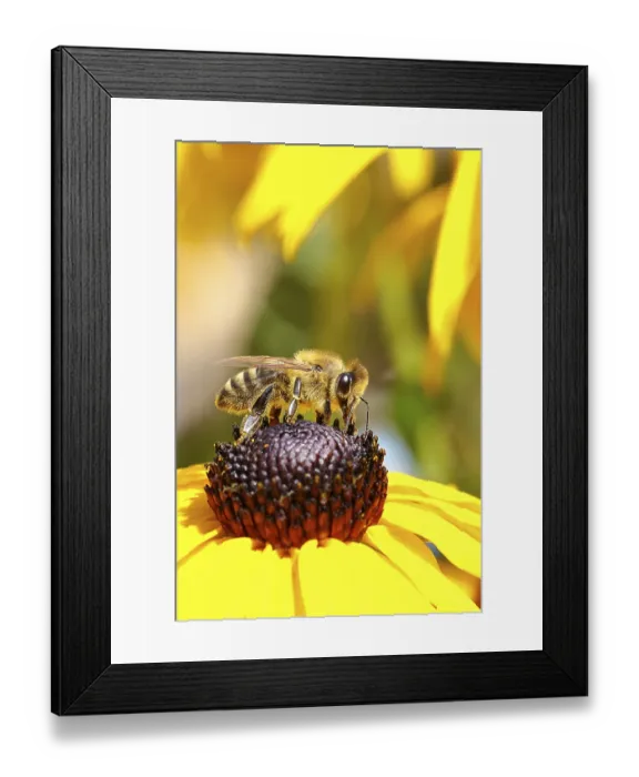 Framed Print : European honey bee (Apis mellifera)