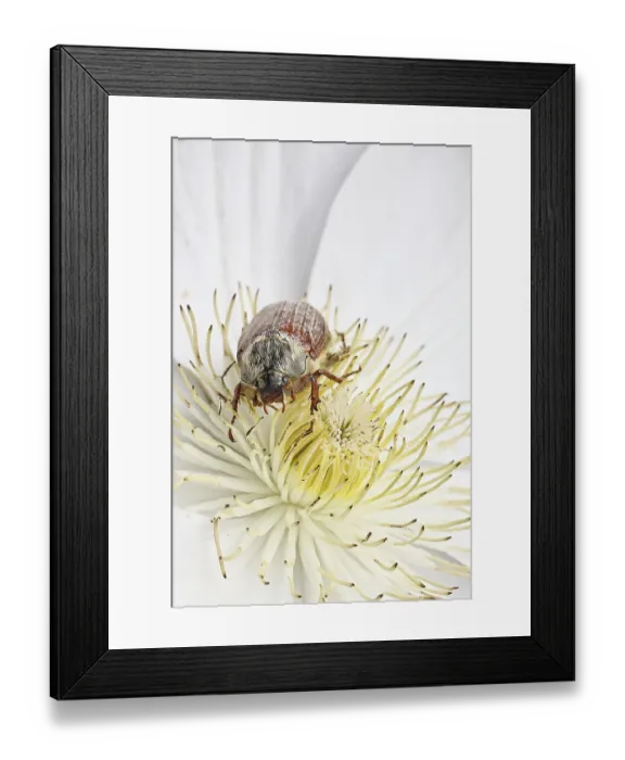 Framed Print : Cockchafer, field cockchafer (Melolontha melolontha)