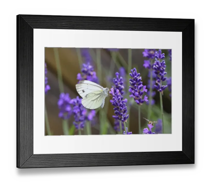 Framed Print : A Cabbage butterfly (Pieris brassicae) sucking nectar on the flower of true lavender (Lavandula angustifolia) Framed Print : A Cabbage butterfly (Pieris brassicae) sucking nectar on the flower of true lavender (Lavandula angustifolia)