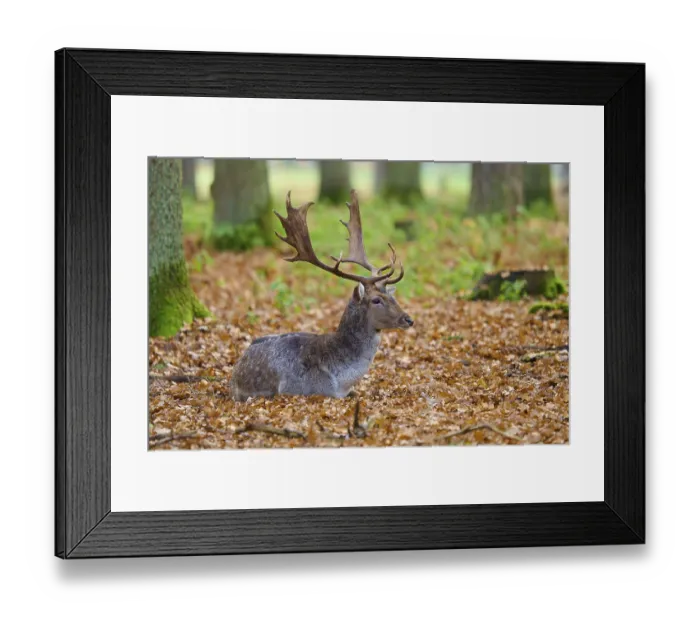 Framed Print : Stag lying in autumn leaves of a forest