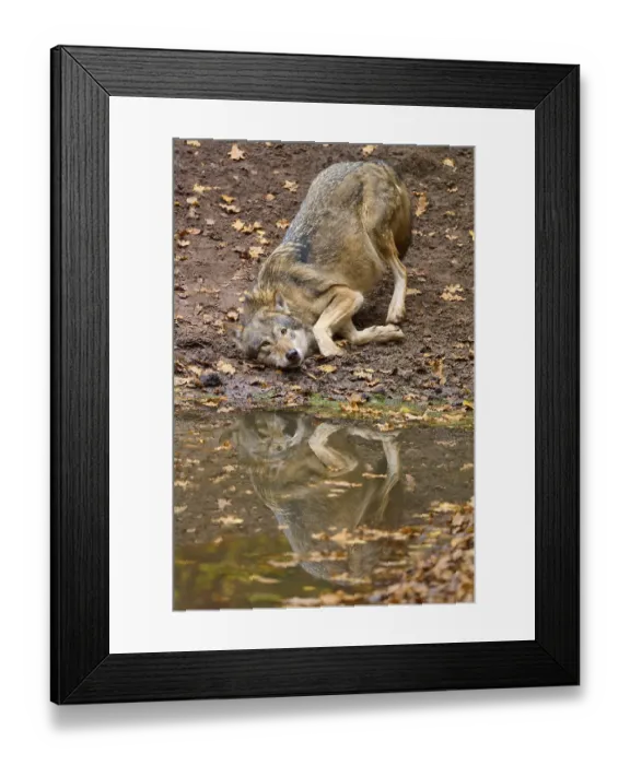 Framed Print : Wolf playing on the shore and reflected in the calm waters of the autumn forest