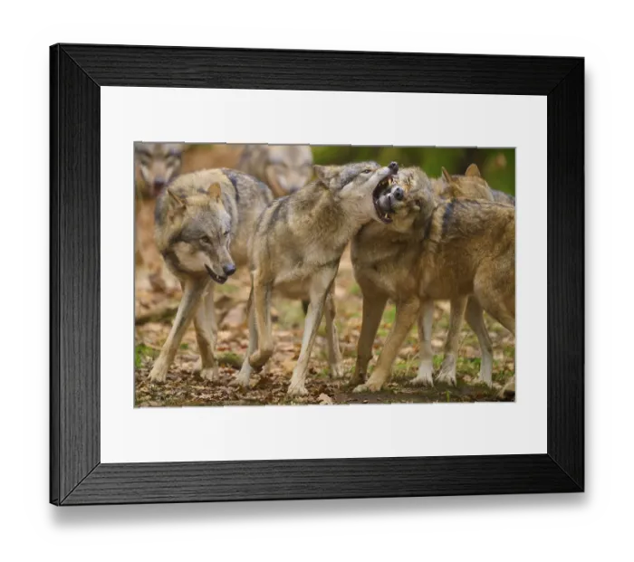 Framed Print : Aggressive behaviour between wolves in a pack in an autumnal forest Framed Print : Aggressive behaviour between wolves in a pack in an autumnal forest