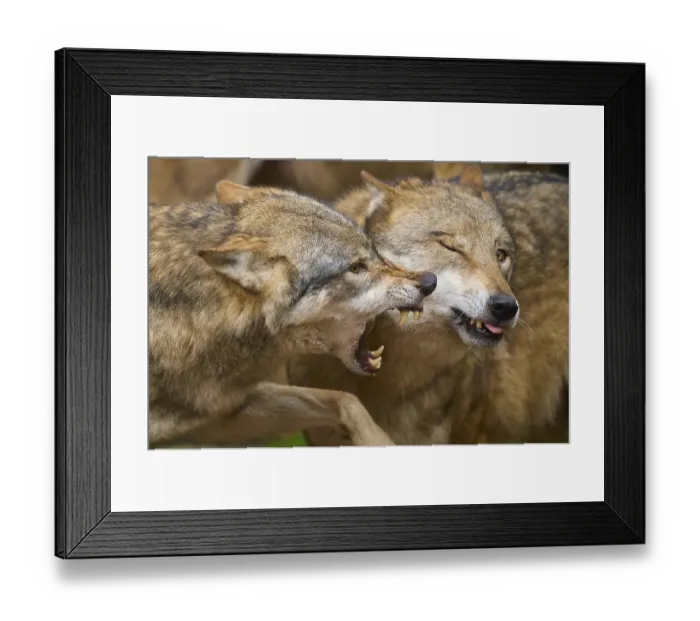 Framed Print : Close-up of two fighting wolves in aggressive interaction