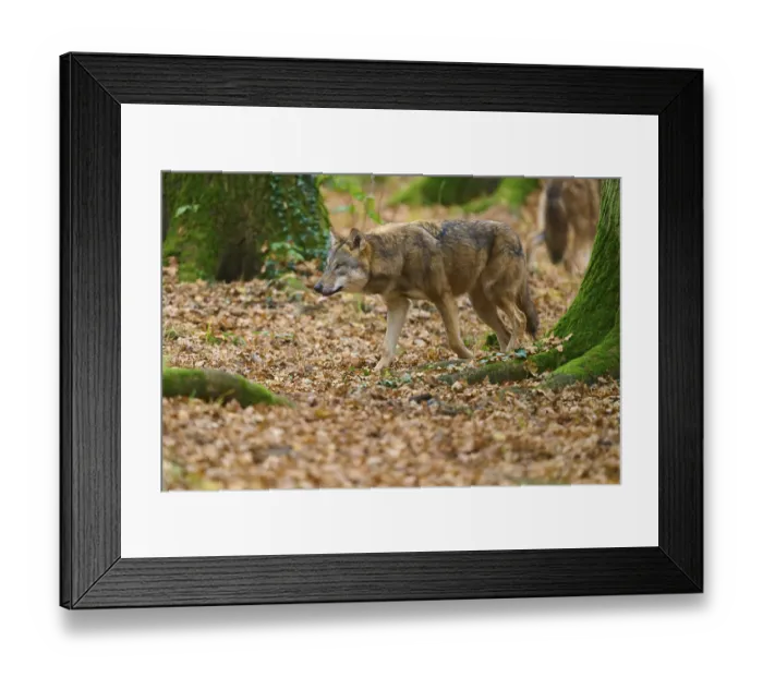 Framed Print : Wolf walks through the green autumn forest covered with leaves