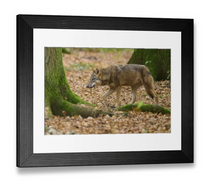 Framed Print : A lone wolf walks across the leaf-covered forest floor Framed Print : A lone wolf walks across the leaf-covered forest floor