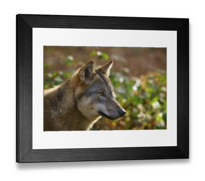 Framed Print : Close-up of a wolf with autumnal background Framed Print : Close-up of a wolf with autumnal background