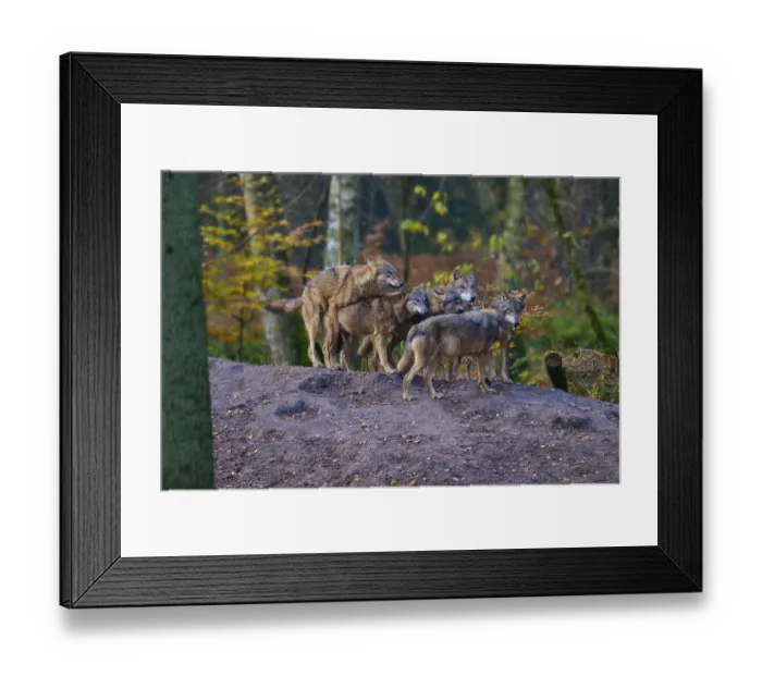 Framed Print : A pack of wolves gathers on a hill in the forest Framed Print : A pack of wolves gathers on a hill in the forest