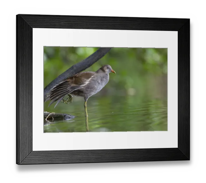 Framed Print : Moorhen (Gallinula chloropus) fledgling resting on a branch