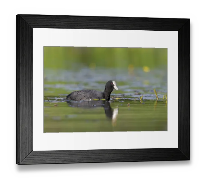 Framed Print : Eurasian Coot (Fulica atra) foraging, Germany