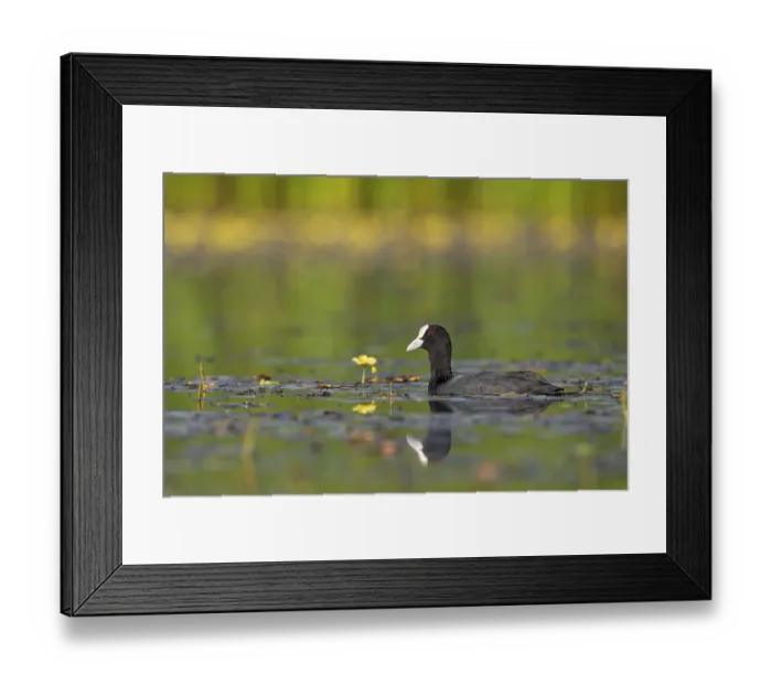Framed Print : A coot (Fulica atra) searches for food among the water fringe