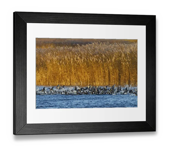 Framed Print : Coots (Fulica atra) fleeing from a white-tailed eagle