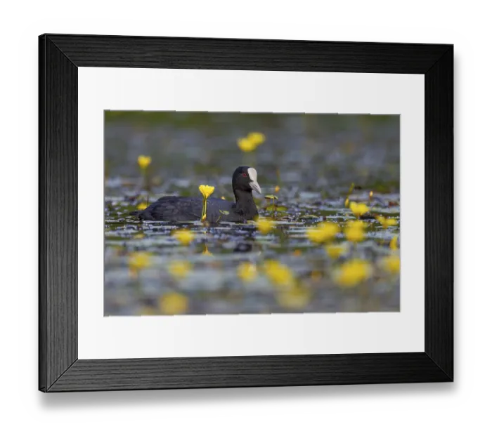 Framed Print : A coot (Fulica atra) foraging among flowering water lilies Framed Print : A coot (Fulica atra) foraging among flowering water lilies