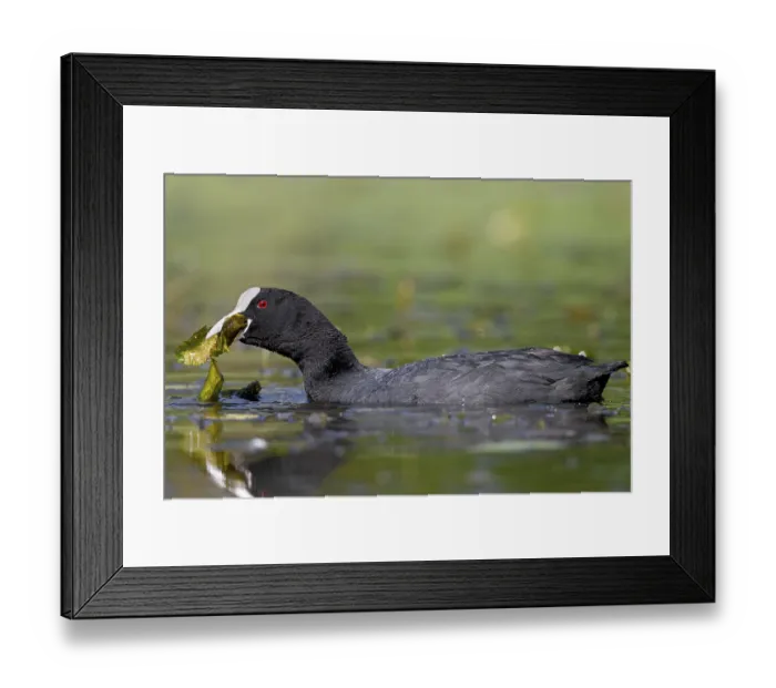 Framed Print : Pond lily pads seem to taste good to the coot (Fulica atra) Framed Print : Pond lily pads seem to taste good to the coot (Fulica atra)