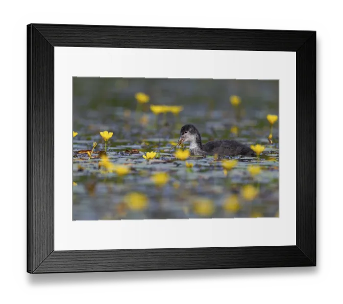 Framed Print : A juvenile coot (Fulica atra) foraging among flowering water lilies