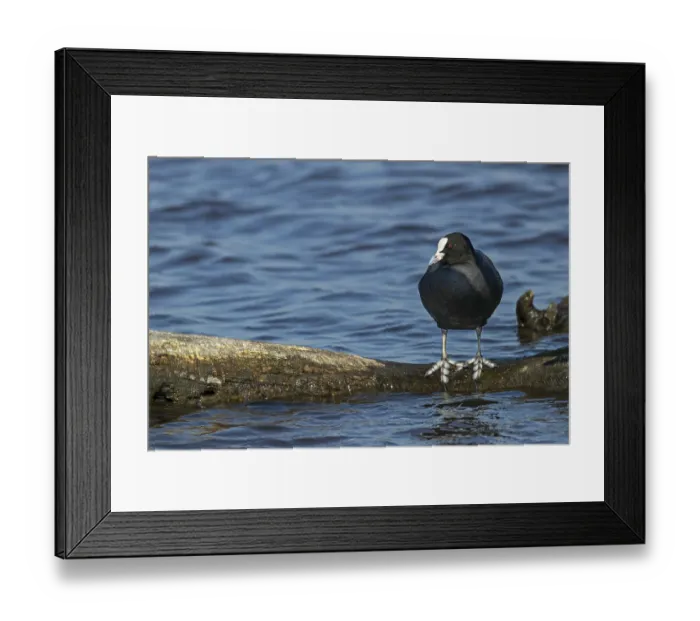 Framed Print : The large webbed feet of the coot (Fulica atra) are clearly recognisable
