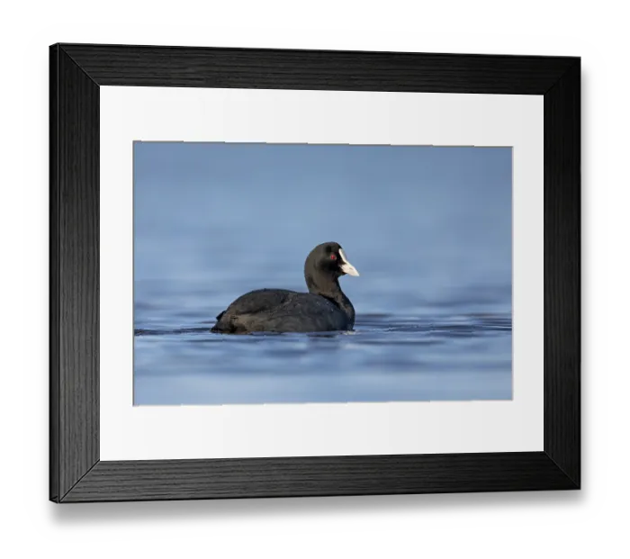 Framed Print : Eurasian Coot or coot rail (Fulica atra), Germany