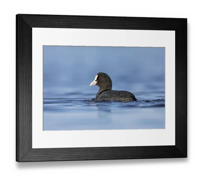 Framed Print : Coots (Fulica atra) attract little attention and appear inconspicuous