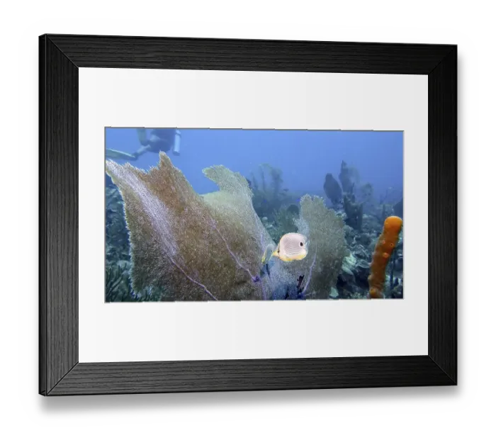Framed Print : A four-eyed butterflyfish (Chaetodon capistratus)