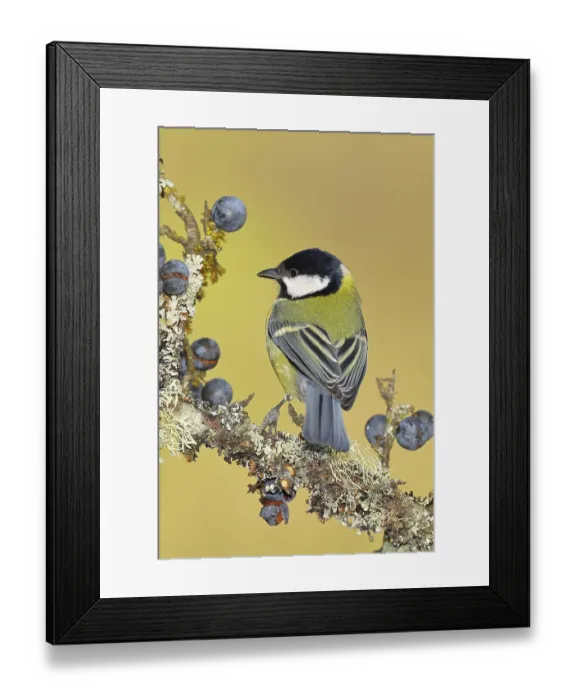 Framed Print : Great tit (Parus major), sitting on a branch in a blackthorn bush