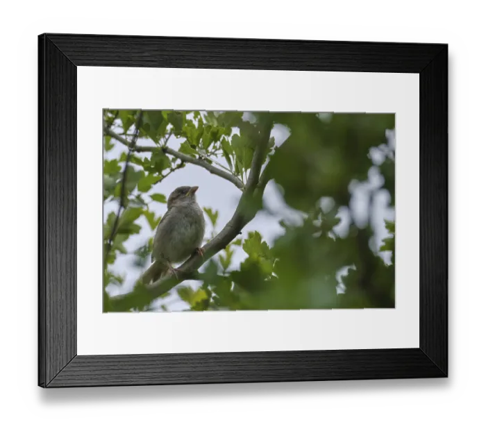 Framed Print : Young house sparrow (Passer domesticus)