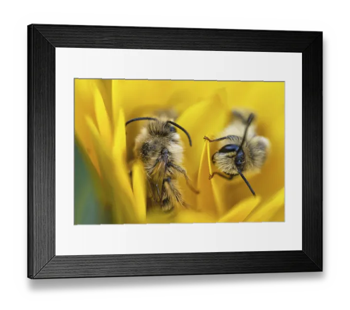 Framed Print : Breeches bee (Dasypoda hirtipes) sitting on a marigold flower (Calendula)
