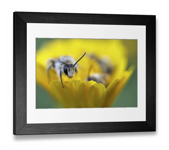 Framed Print : Breeches bee (Dasypoda hirtipes) sitting on a marigold flower (Calendula)
