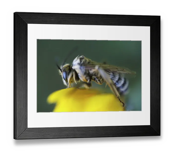 Framed Print : Breeches bee (Dasypoda hirtipes) sitting on a marigold flower (Calendula)