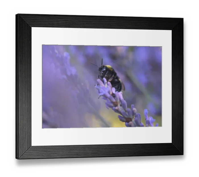 Framed Print : Ground bumblebee (Bombus terrestris) collecting nectar in lavender (Lavendula)