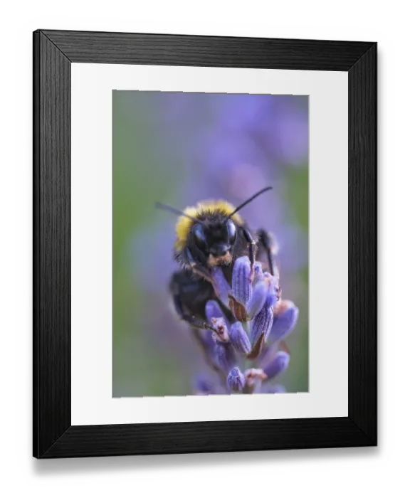 Framed Print : Ground bumblebee (Bombus terrestris) collecting nectar in lavender (Lavendula)