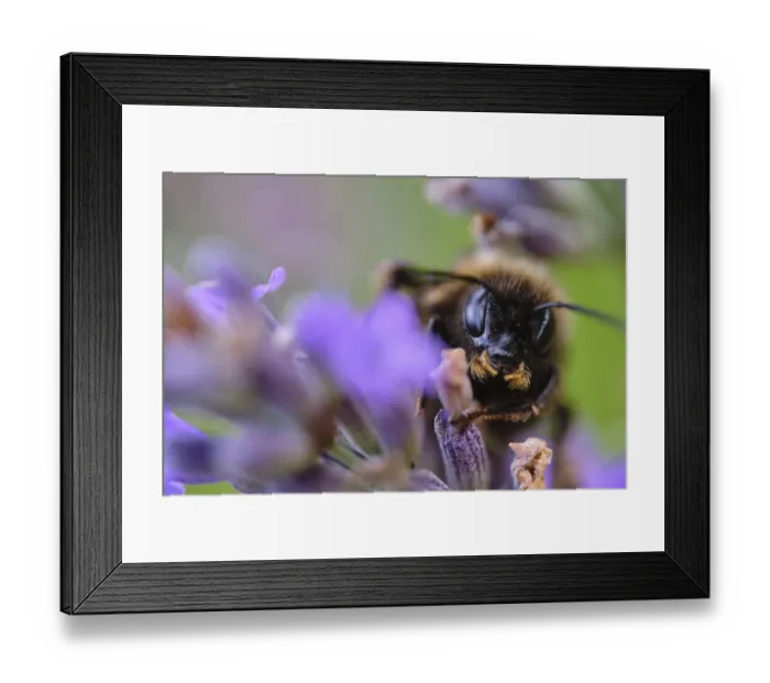Framed Print : Ground bumblebee (Bombus terrestris) collecting nectar in lavender (Lavendula)
