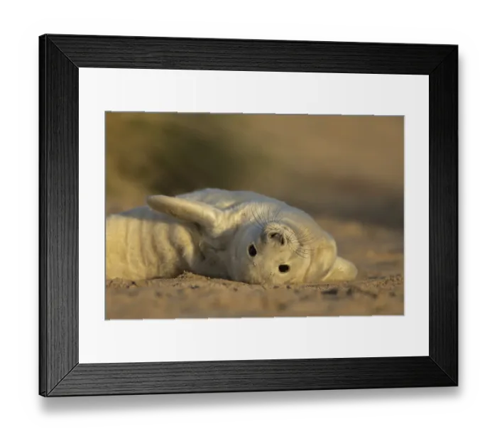 Framed Print : Grey seal (Halichoerus grypus) juvenile baby pup animal resting in a sand dune by a beach in winter