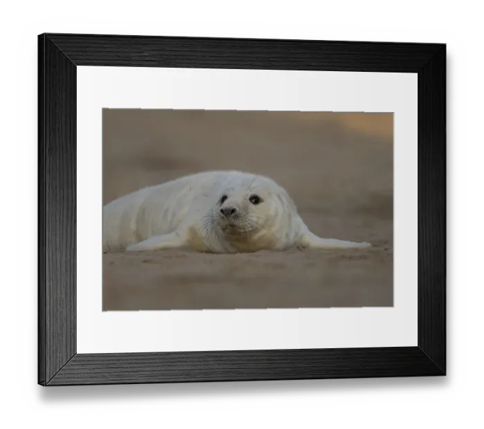 Framed Print : Grey seal (Halichoerus grypus) juvenile baby pup animal resting in a sand dune by a beach in winter Framed Print : Grey seal (Halichoerus grypus) juvenile baby pup animal resting in a sand dune by a beach in winter