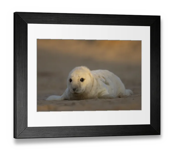 Framed Print : Grey seal (Halichoerus grypus) juvenile baby pup animal resting on a sand dune by a beach in winter