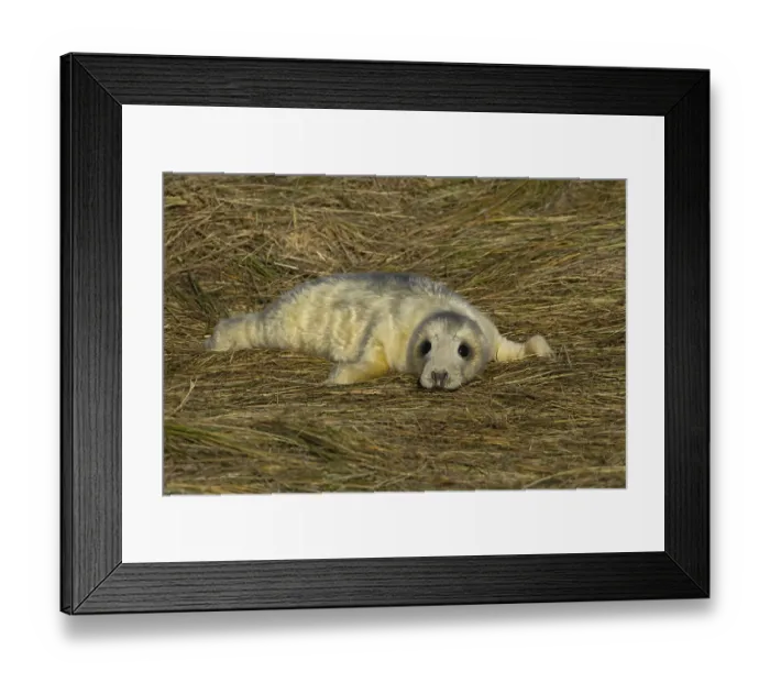 Framed Print : Grey seal (Halichoerus grypus) juvenile baby pup animal resting on a sand dune by a beach in winter Framed Print : Grey seal (Halichoerus grypus) juvenile baby pup animal resting on a sand dune by a beach in winter